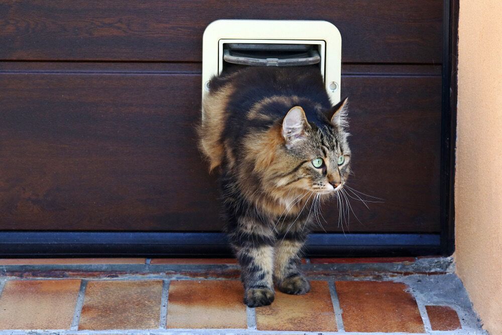 A Cat is Sticking Its Head Through a Cat Door — Pelican Glass in Lake Macquarie, NSW