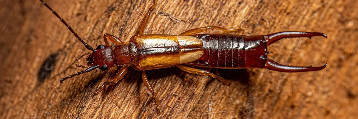 A close up of a earwig on a wooden surface.