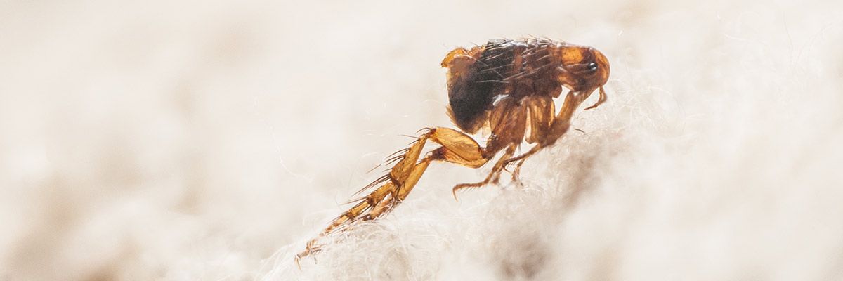 A flea is sitting on a white surface in Eagle, ID.