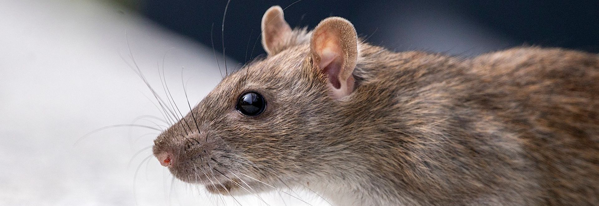 A close up of a rat looking at the camera.
