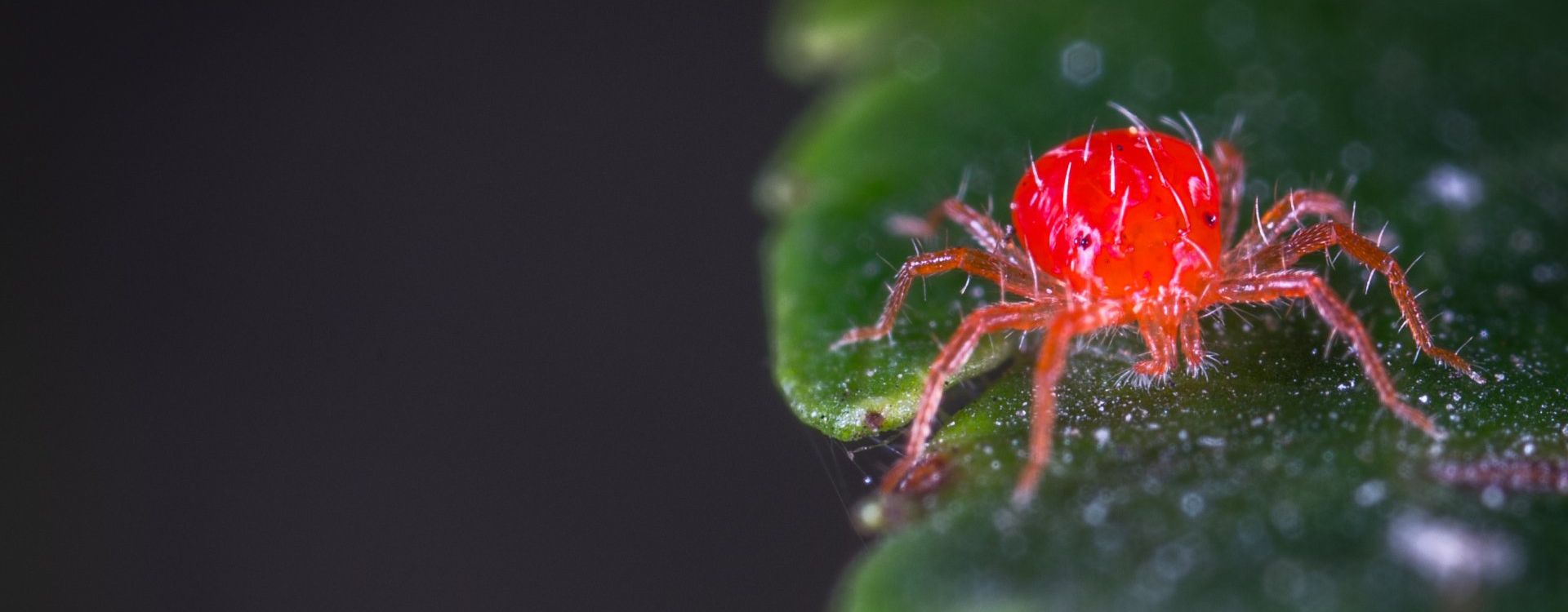 A red spider is sitting on a green leaf in the Treasure Valley.