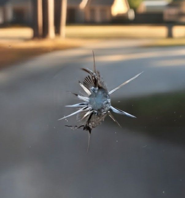 Gray truck parked outdoors with windshield wipers, trees in background.
