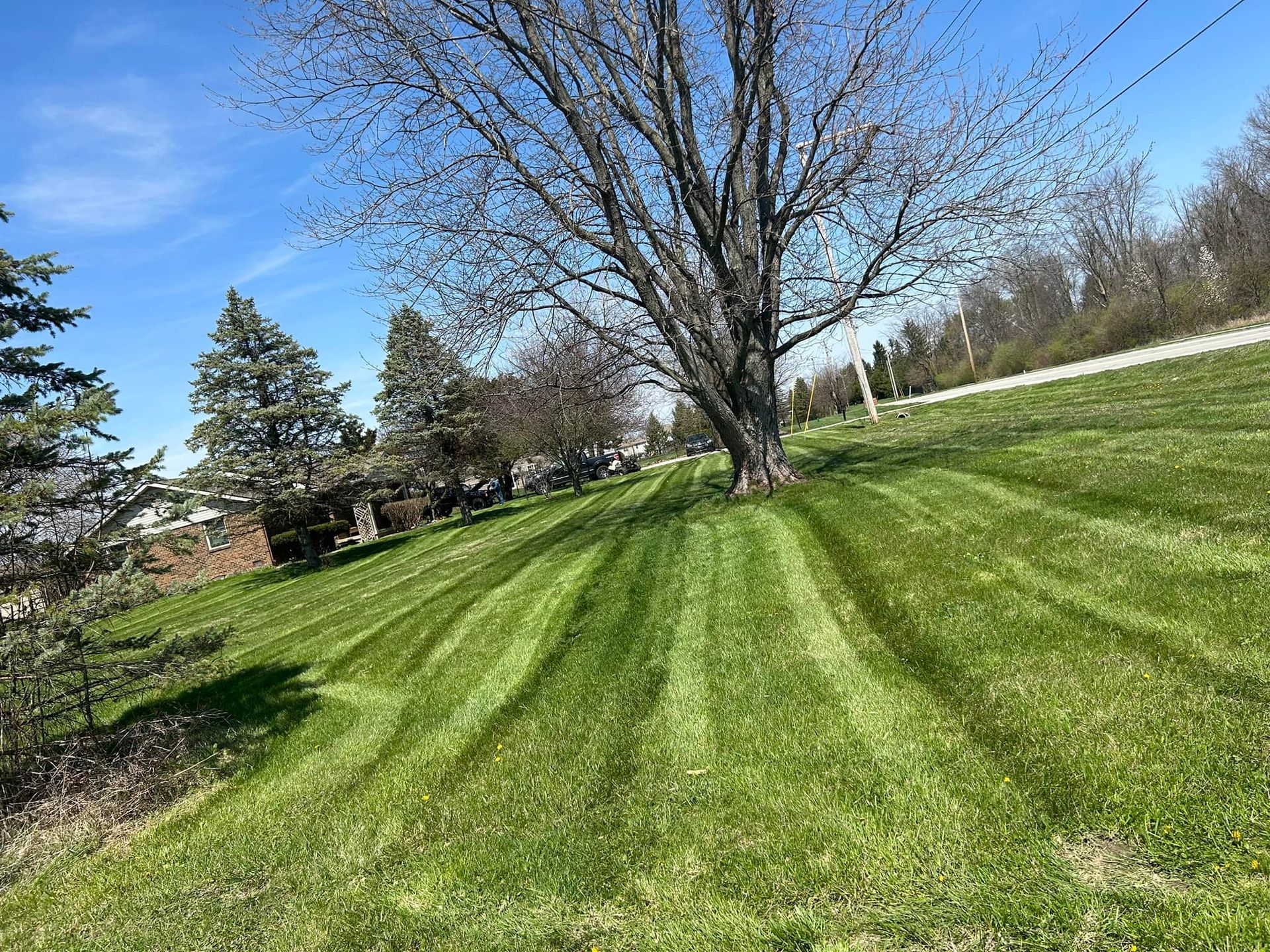 Lawn with freshly cut stripes; large tree in the center; sunny day.