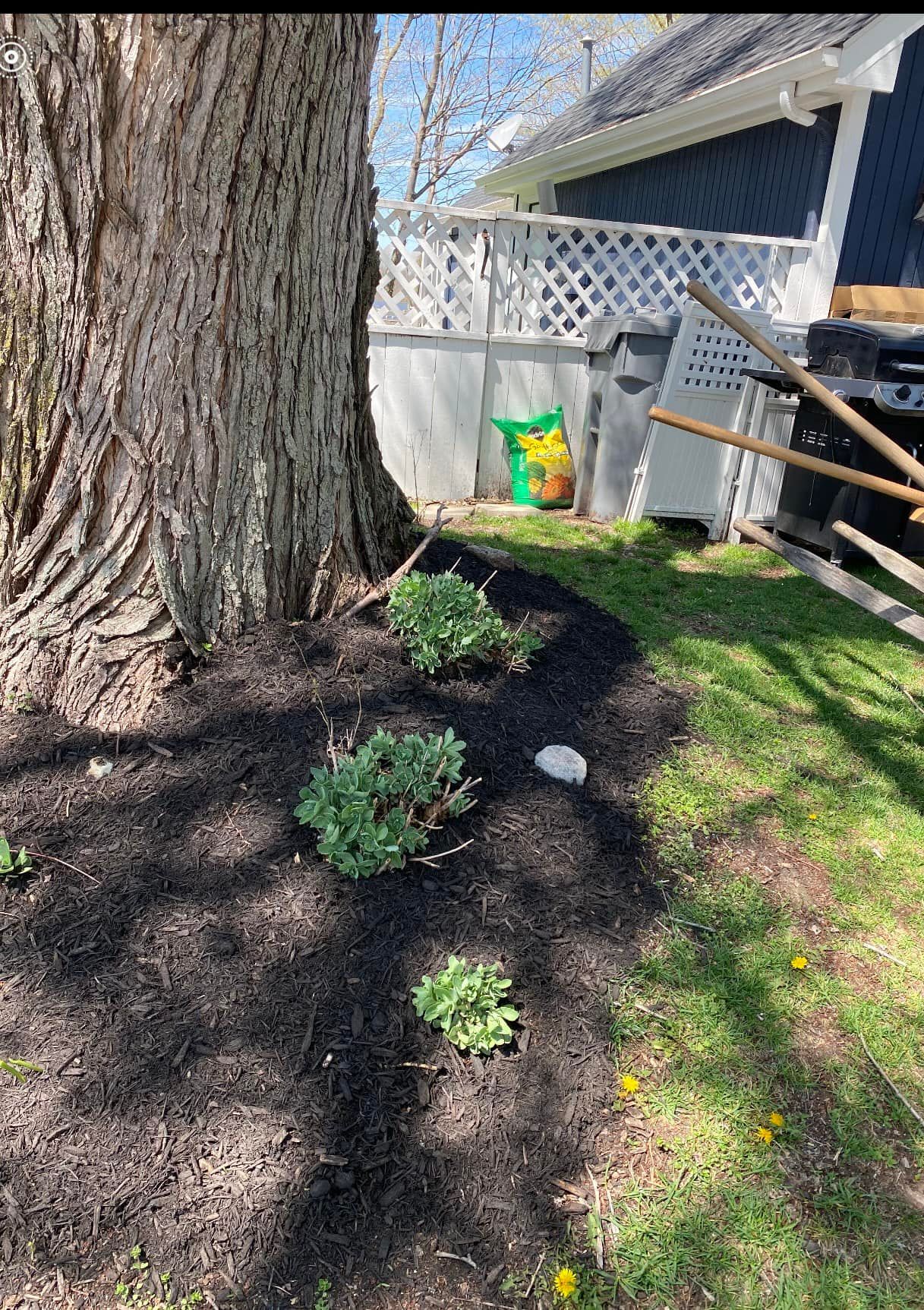 A tree with dark mulch surrounding small green plants next to a white fence.