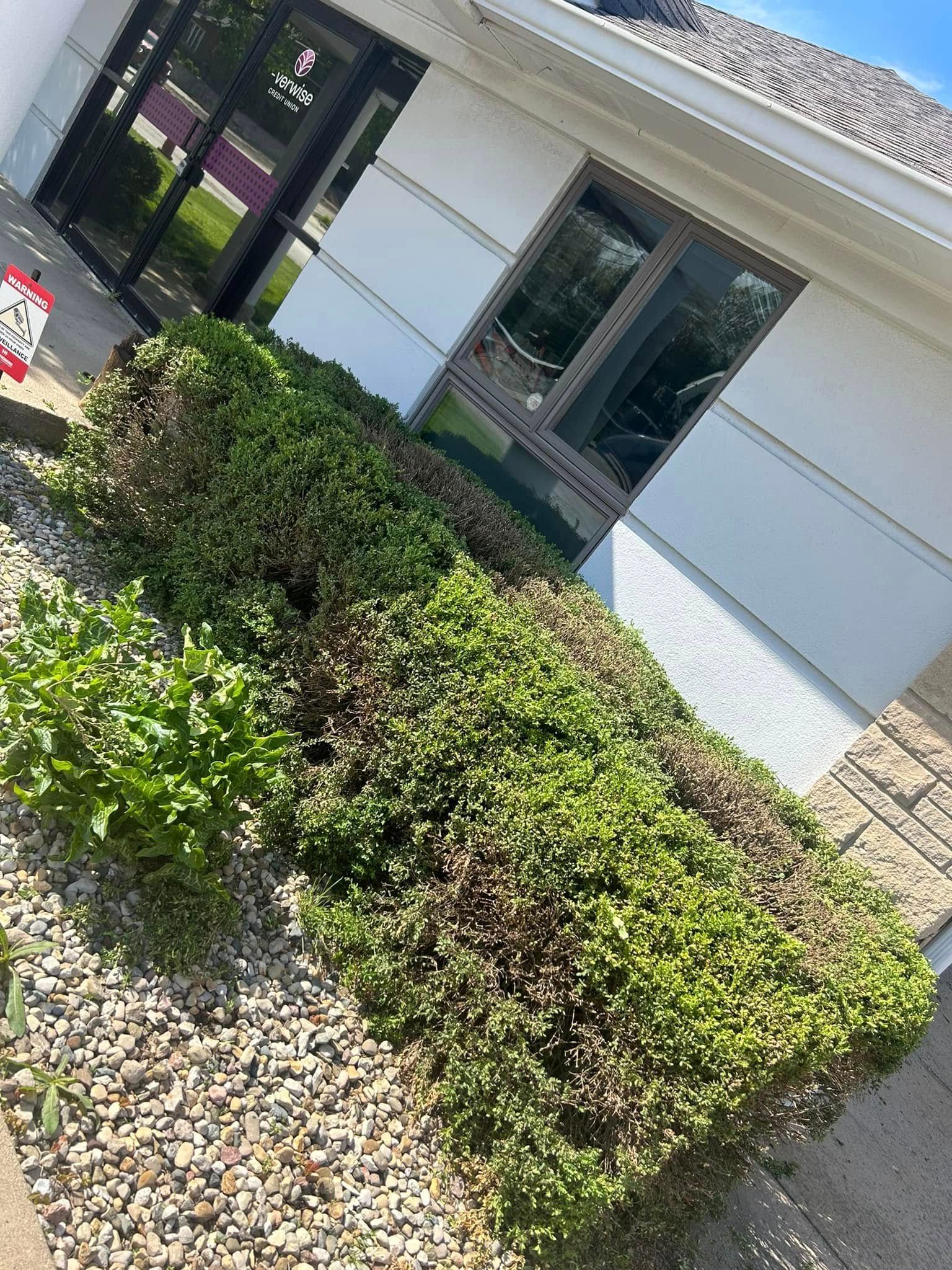 Bushes in front of a building, some with brown dead spots, a gravel ground covering.