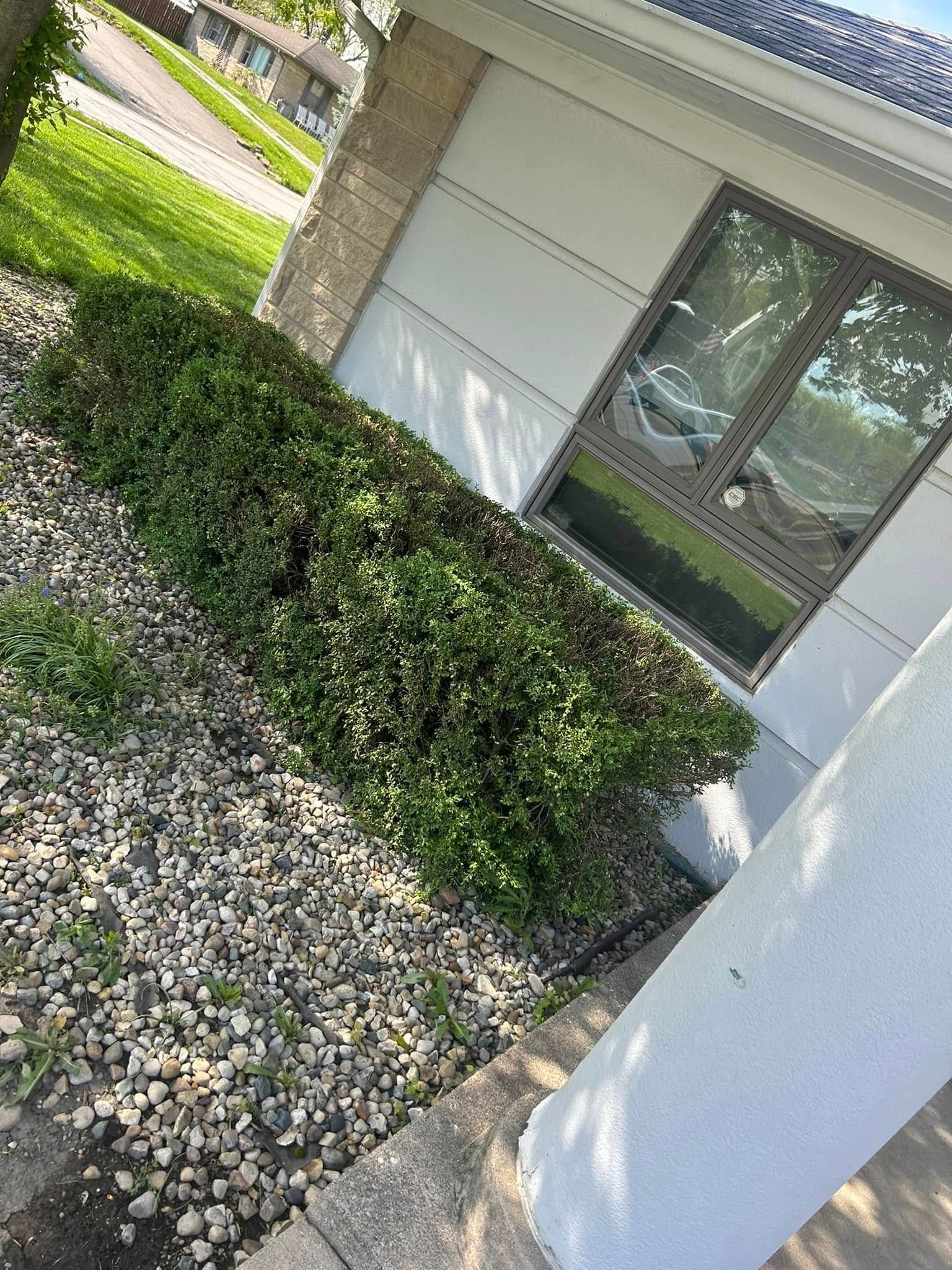 Green bushes against a white house with a window, gravel bed in front.