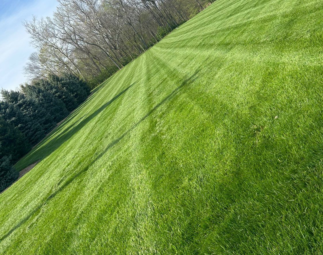 Green lawn with neat stripes, trees in the background, blue sky.