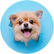 cane