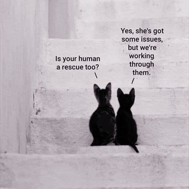 Two black cats are sitting on a set of stairs talking to each other