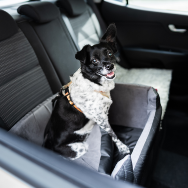 Dog in car seat, black and white spotted coat, happy expression.