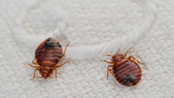 Mouse peeks up from a pile of walnuts between two surfaces; neutral tones, focused.