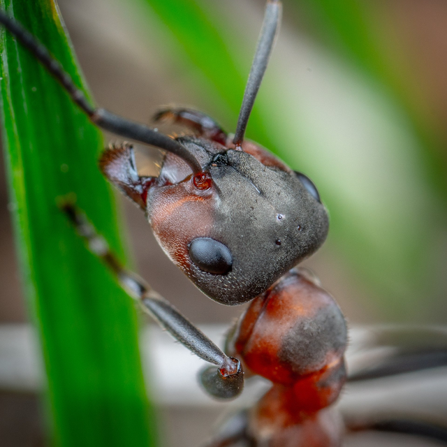 Fire ant bait Insect & Pest Control at