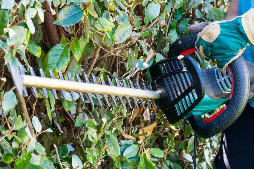 Using a hedge trimmer to trim the bushes
