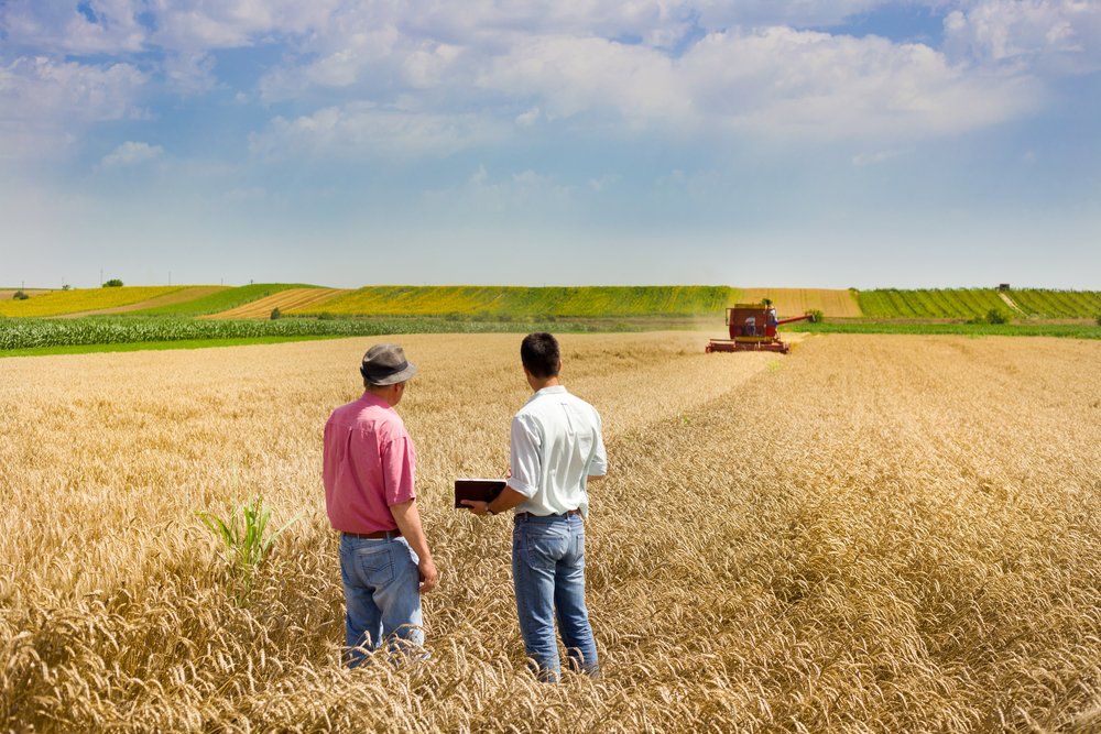 2 men watching combine harvest