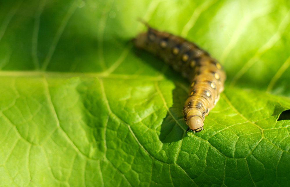 large fat caterpillar on a leaf in the garden
