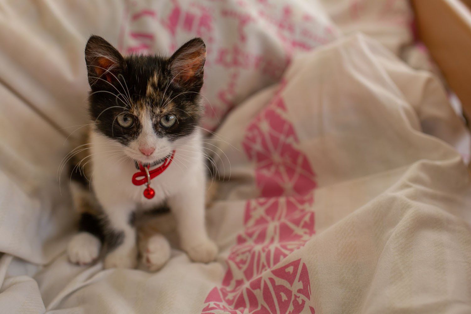 Globos namų „GIEDRUMA“ aplinka