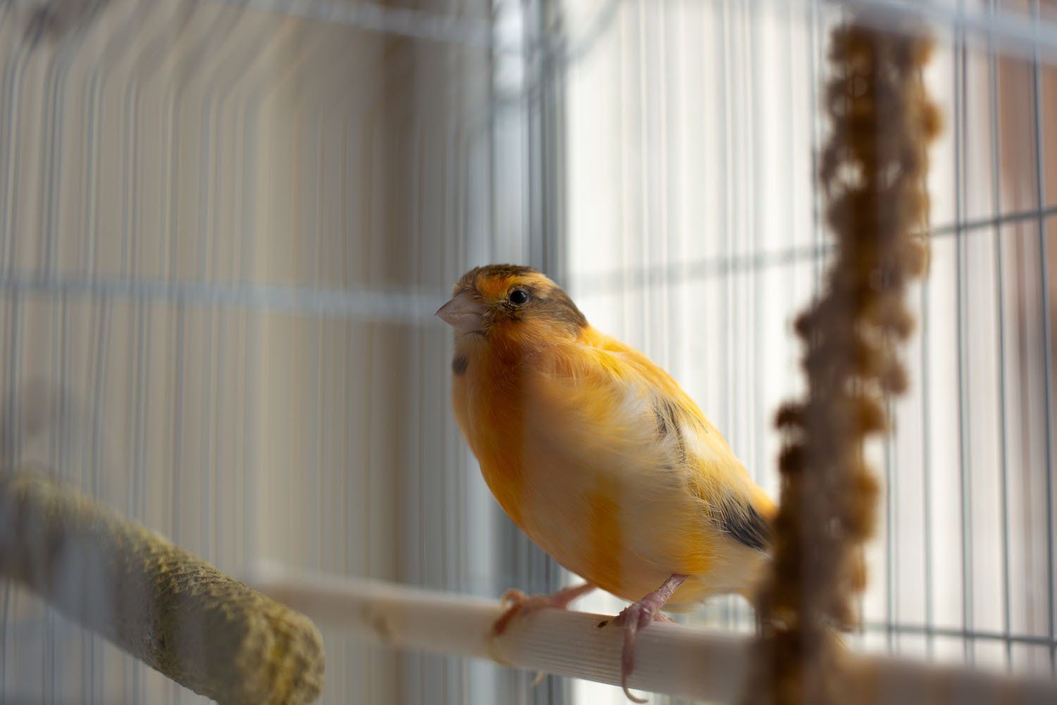 Globos namų „GIEDRUMA“ aplinka