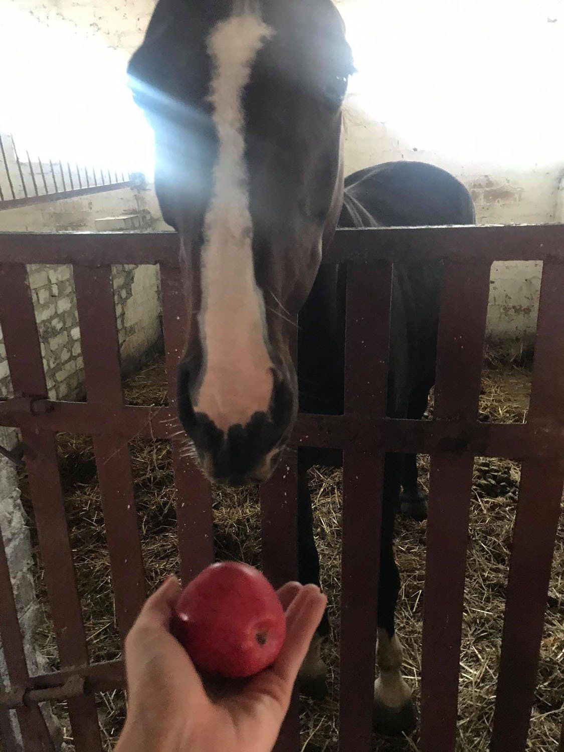 Globos namų „GIEDRUMA“ užimtumas