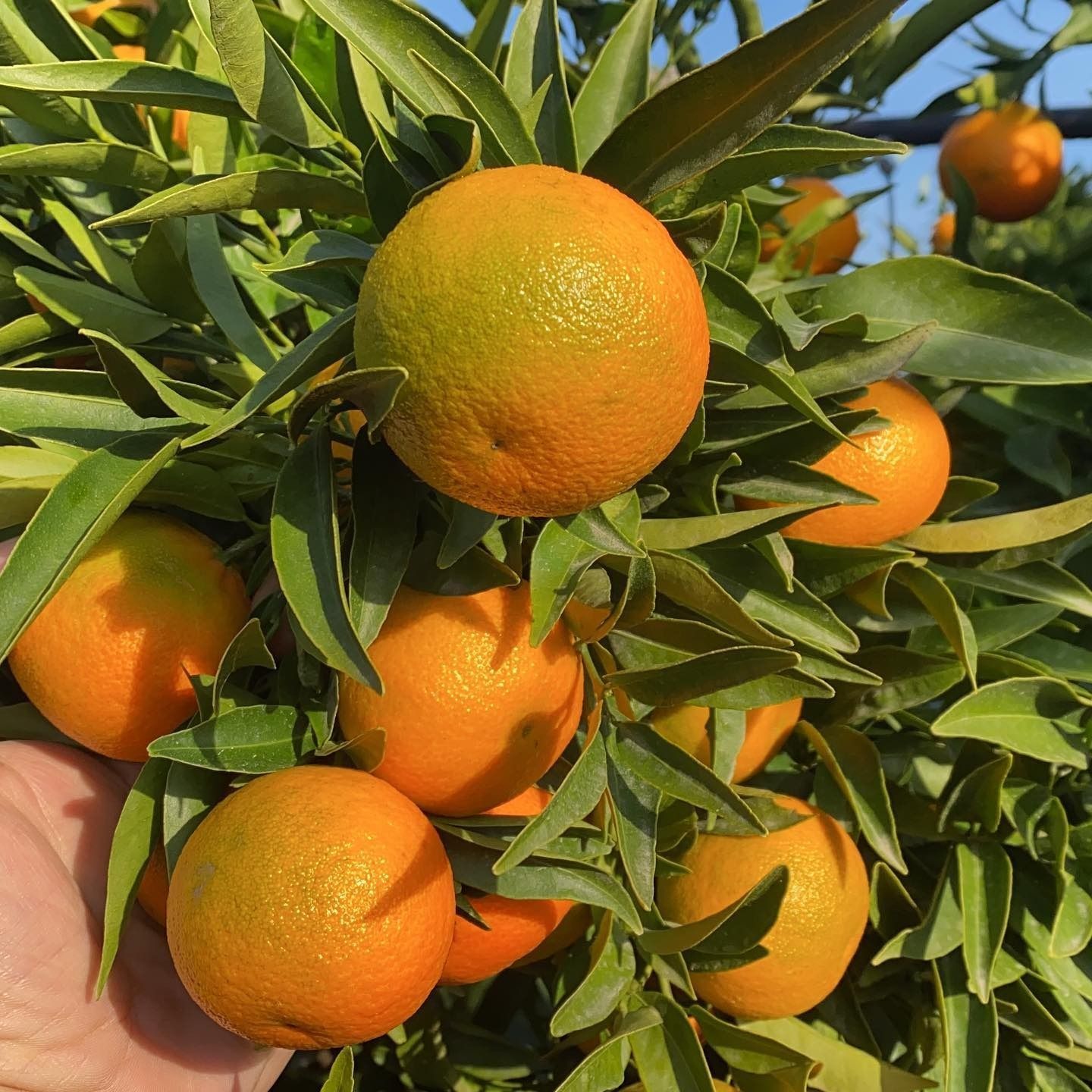 Una persona tiene in mano un mazzo di arance su un albero