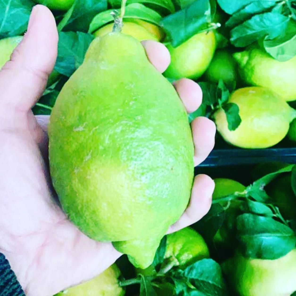 Una persona tiene in mano un limone verde