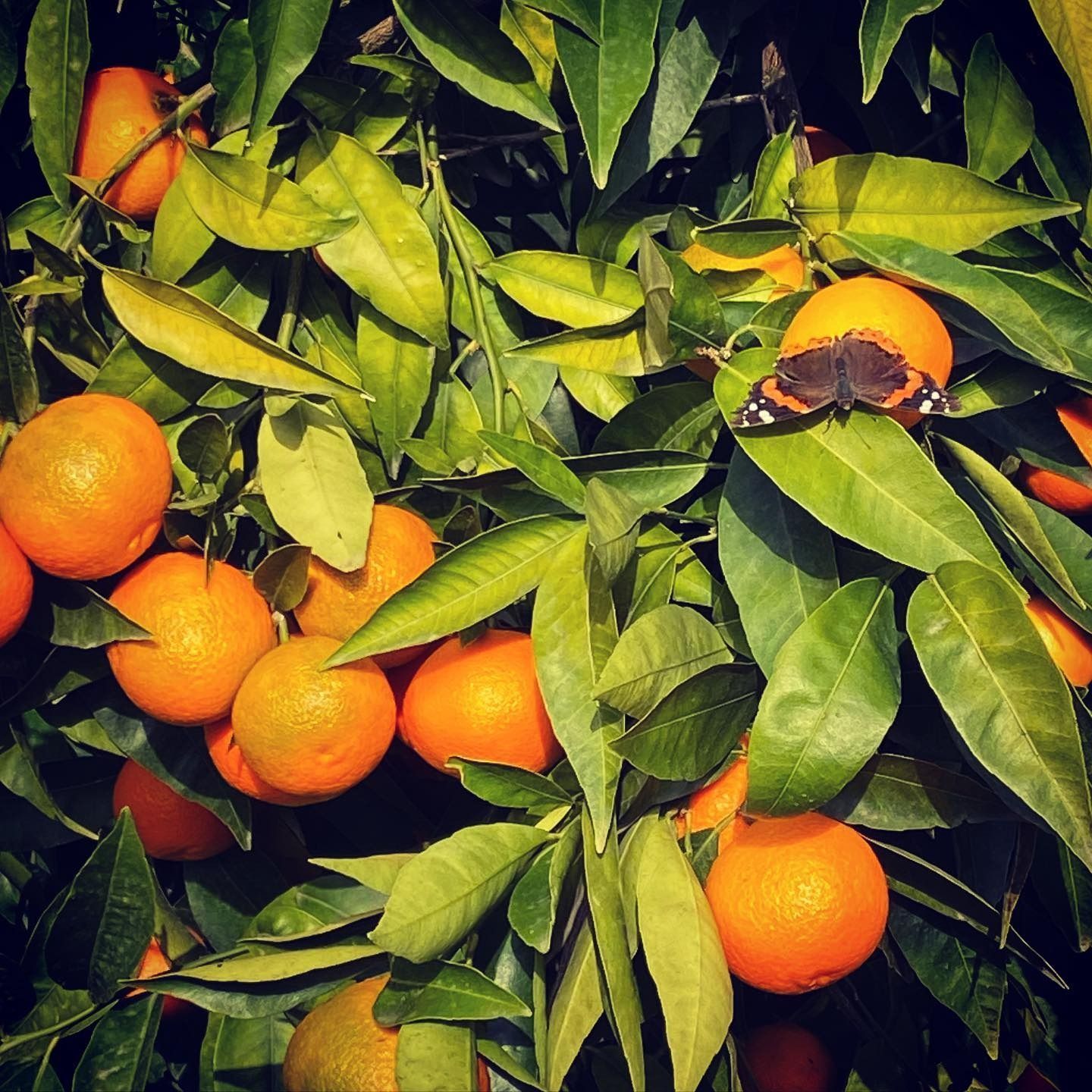 Una farfalla è appollaiata su un albero di arance