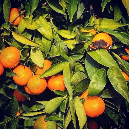 Una farfalla è appollaiata su un albero di arance