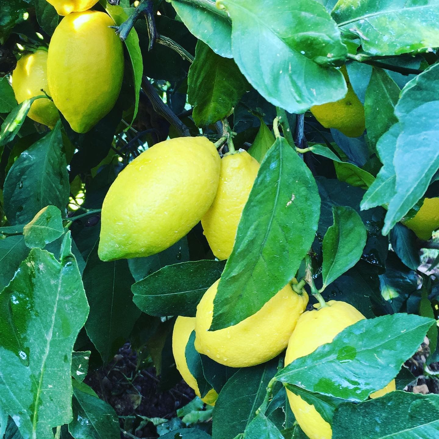 Un mazzo di limoni appeso a un albero con foglie verdi