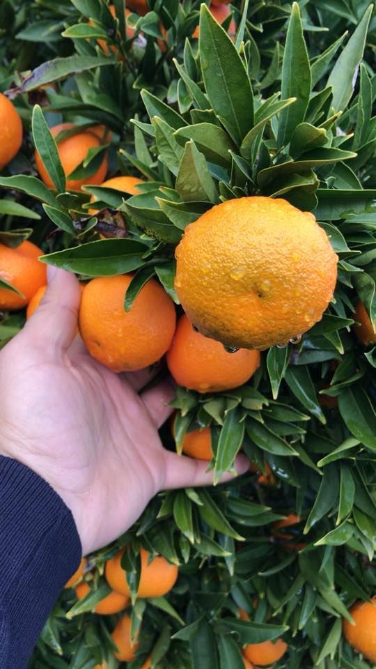 Una persona tiene in mano un mazzo di arance su un albero.