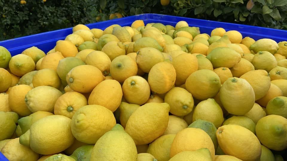 Un contenitore blu pieno di limoni e lime gialli.