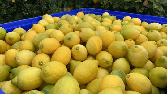 Un contenitore blu pieno di limoni e lime gialli.