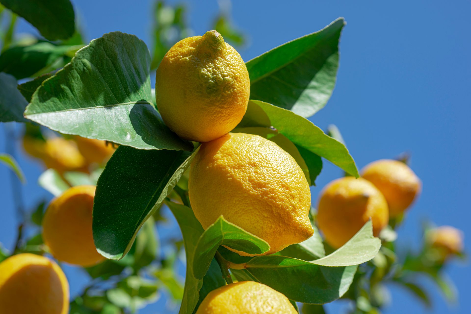Un mazzo di limoni è appeso a un albero