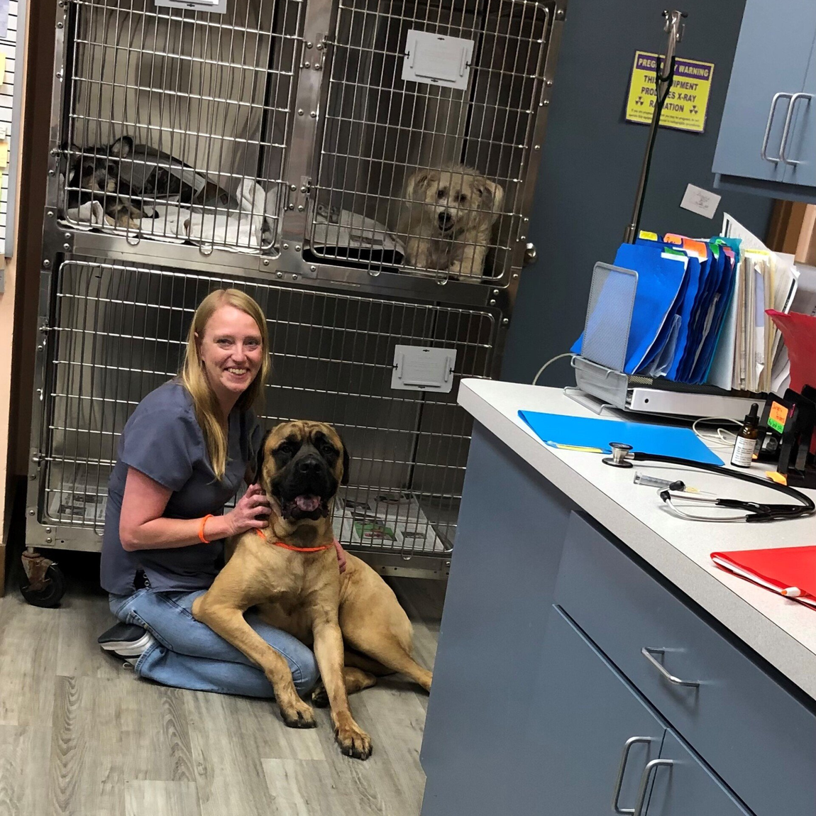 Black cat and brown dog - Mesquite, TX - Rodeo Drive Veterinary Hospital