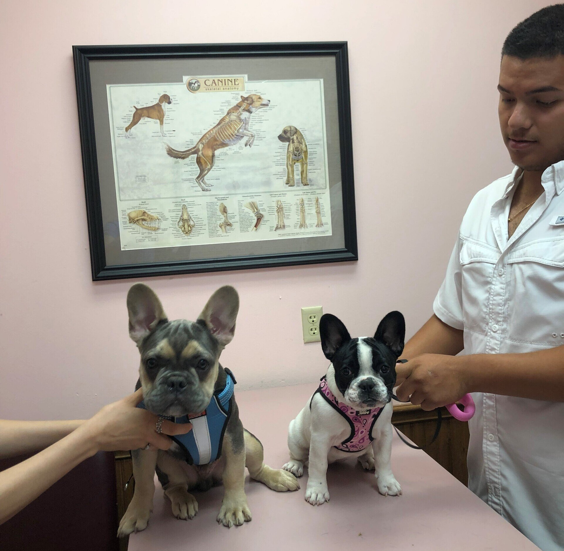 Cat playing with dog - Mesquite, TX - Rodeo Drive Veterinary Hospital