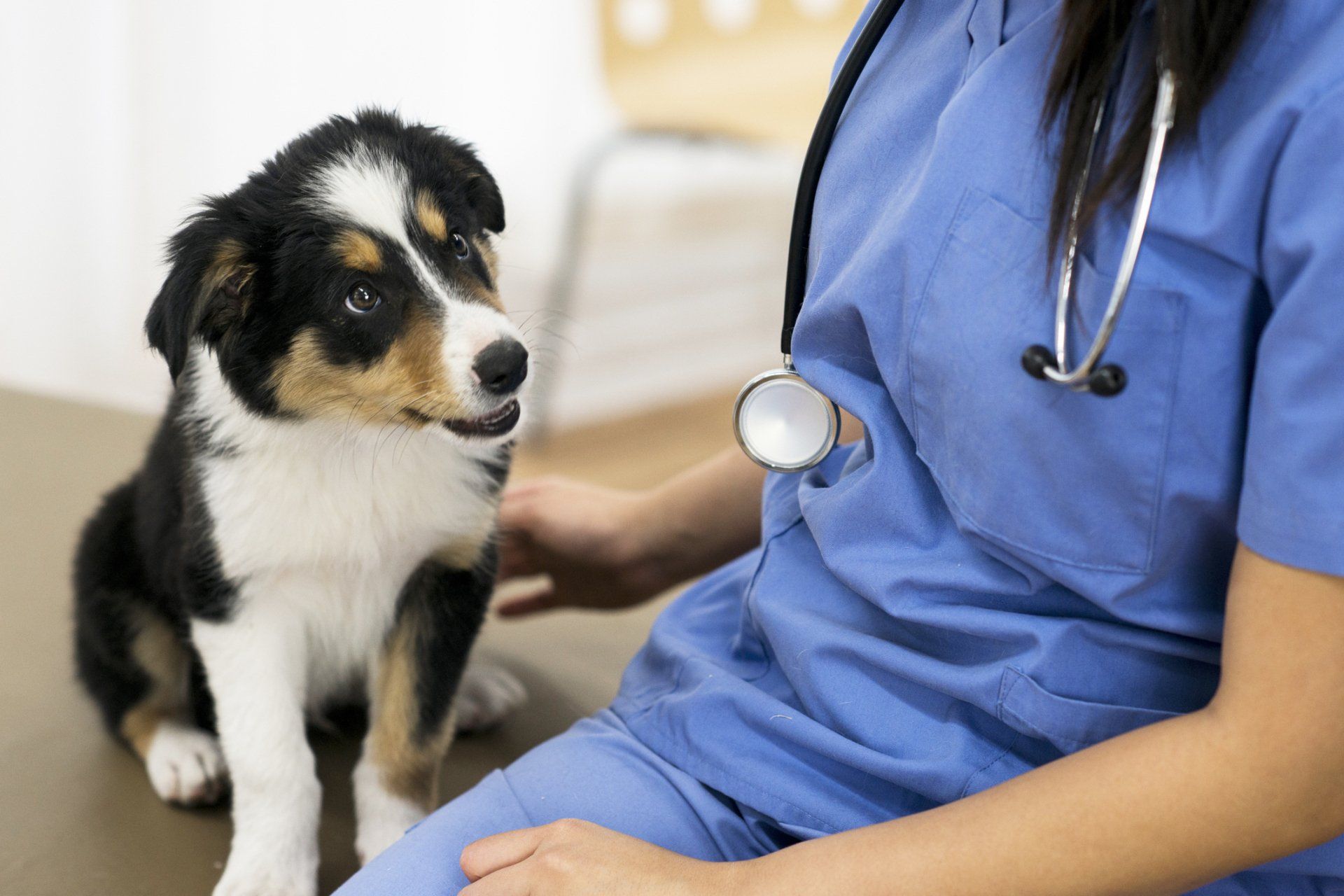 Cute black dog having check up - Mesquite, TX - Rodeo Drive Veterinary Hospital