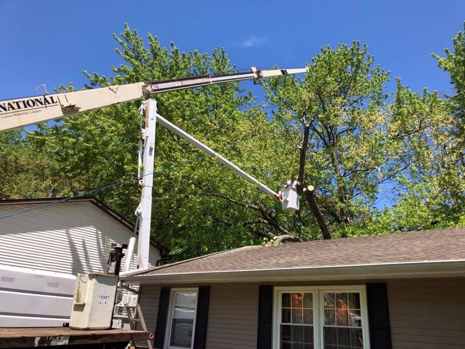 Tree Pruning — Springfield, IL — Jeff Berkler Tree Service