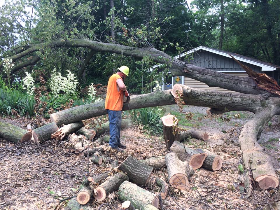 Storm Damaged Tree — Springfield, IL — Jeff Berkler Tree Service