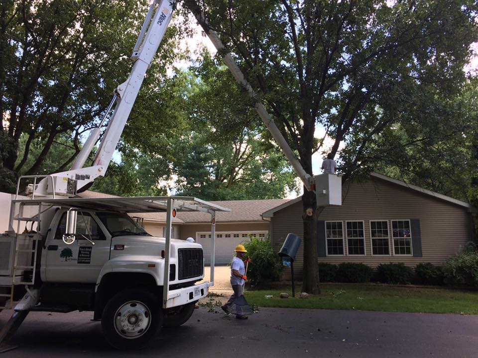 Tree Trimming — Springfield, IL — Jeff Berkler Tree Service