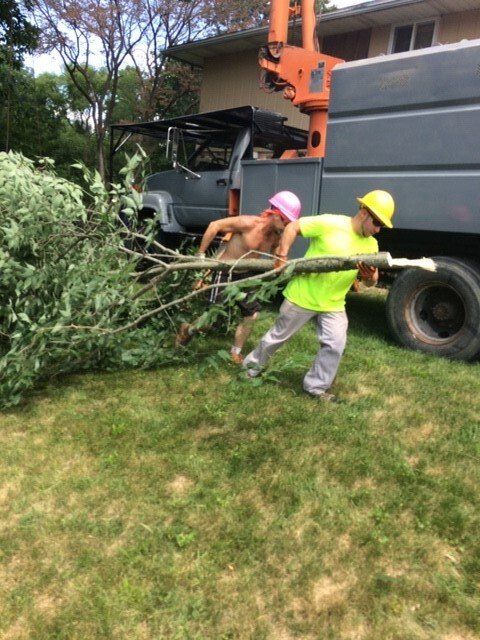 Worker Pulling Tree Branch — Springfield, IL — Jeff Berkler Tree Service