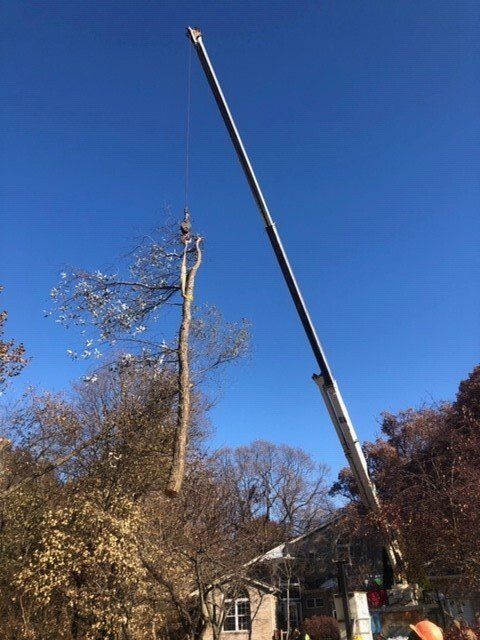 Crane Lifting Tree Branch — Springfield, IL — Jeff Berkler Tree Service
