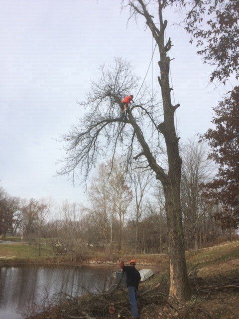 Worker on the Top of a Tree — Springfield, IL — Jeff Berkler Tree Service