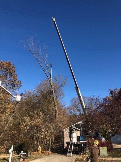 Truck Removing Tree Branch — Springfield, IL — Jeff Berkler Tree Service