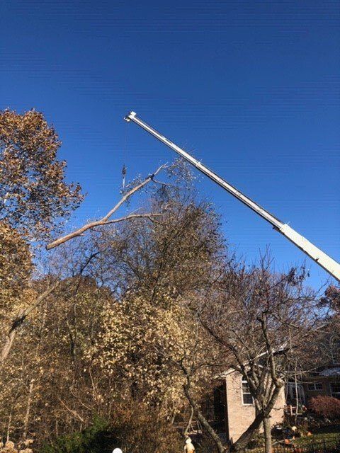 Crane and Large Tree Branch — Springfield, IL — Jeff Berkler Tree Service