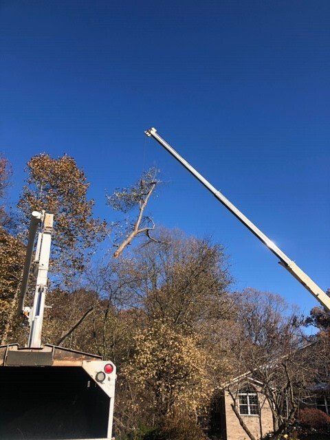Crane Removing Large Tree Branch — Springfield, IL — Jeff Berkler Tree Service