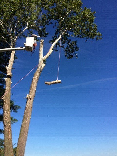 Worker Pulling Down Tree Branch — Springfield, IL — Jeff Berkler Tree Service