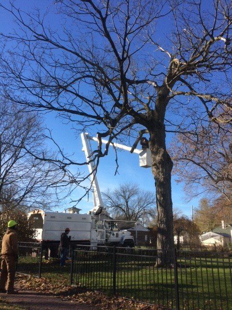 Worker on Truck Bucket Cutting Tree — Springfield, IL — Jeff Berkler Tree Service