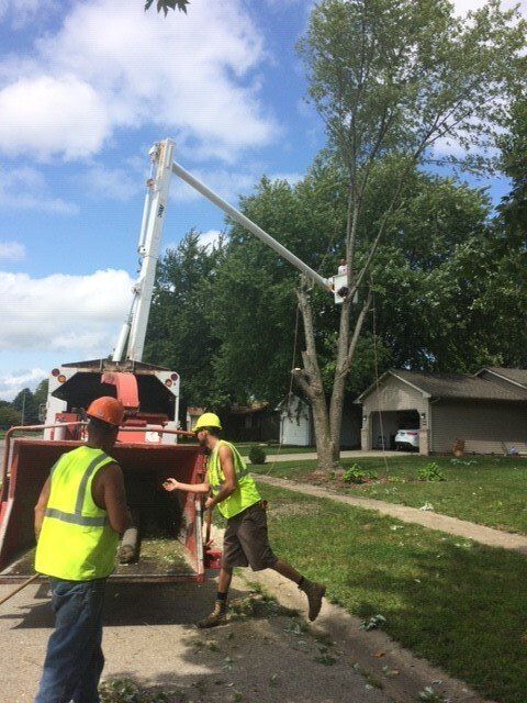 Worker Pruning Tree — Springfield, IL — Jeff Berkler Tree Service