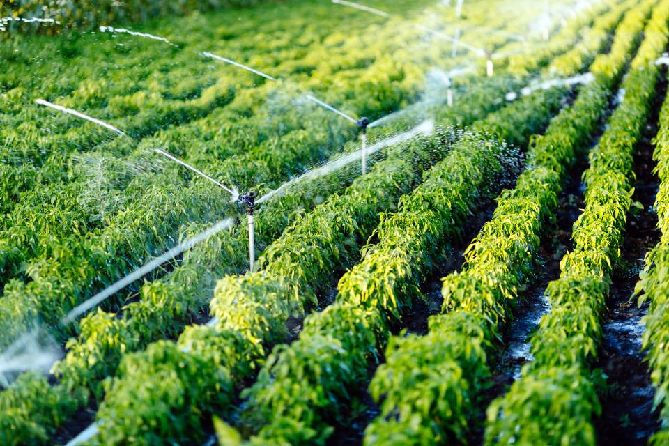 sistema di irrigazione per agricoltura