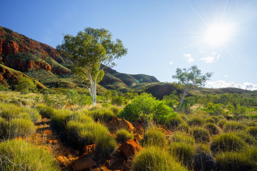 Red Desert Landscape with Green Shrubs and Trees — Harwood Plumbing & Gasfitting Pty Ltd in Coolalinga, NT