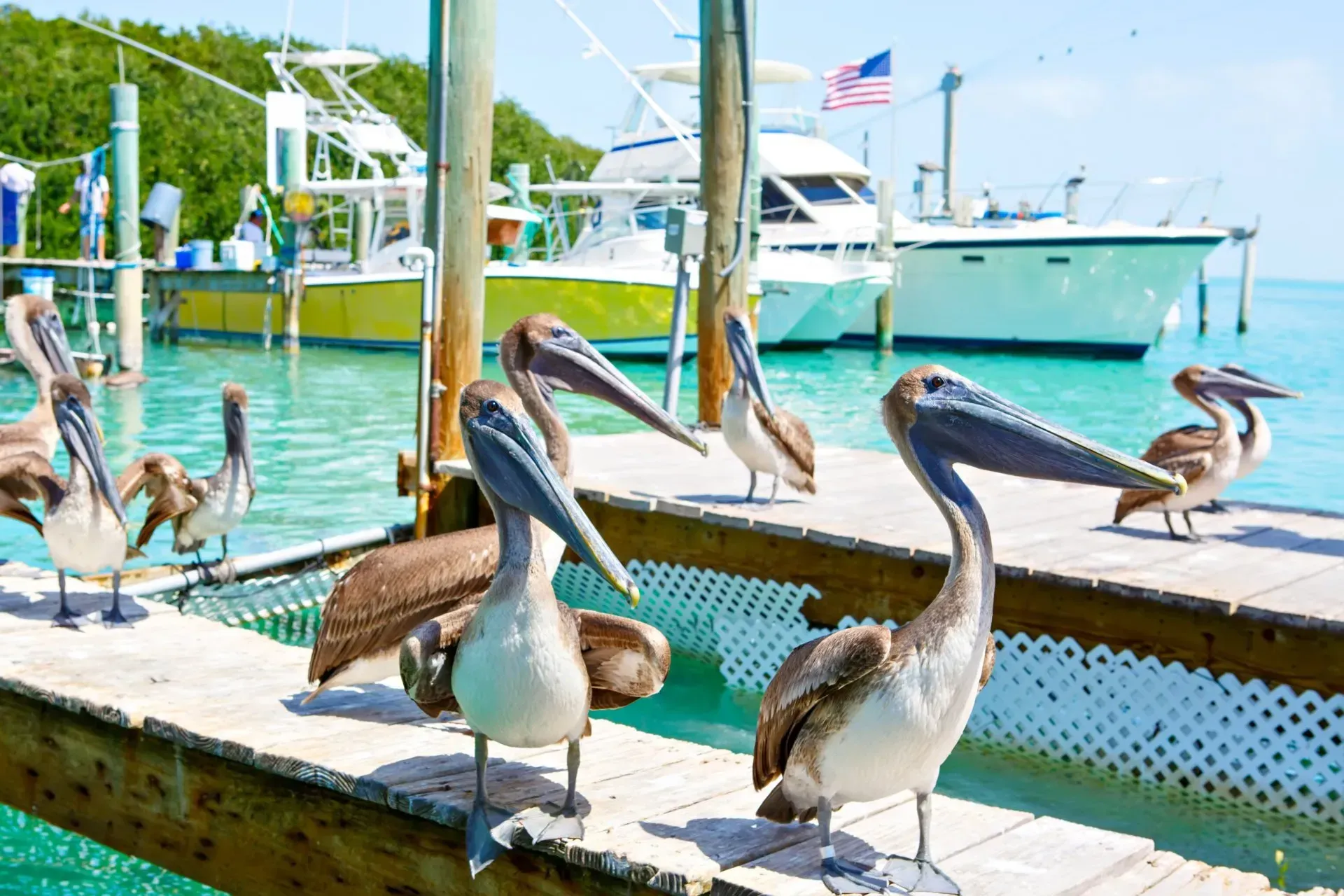 Pelicans on a dock beside turquoise water with boats and a marina in the background