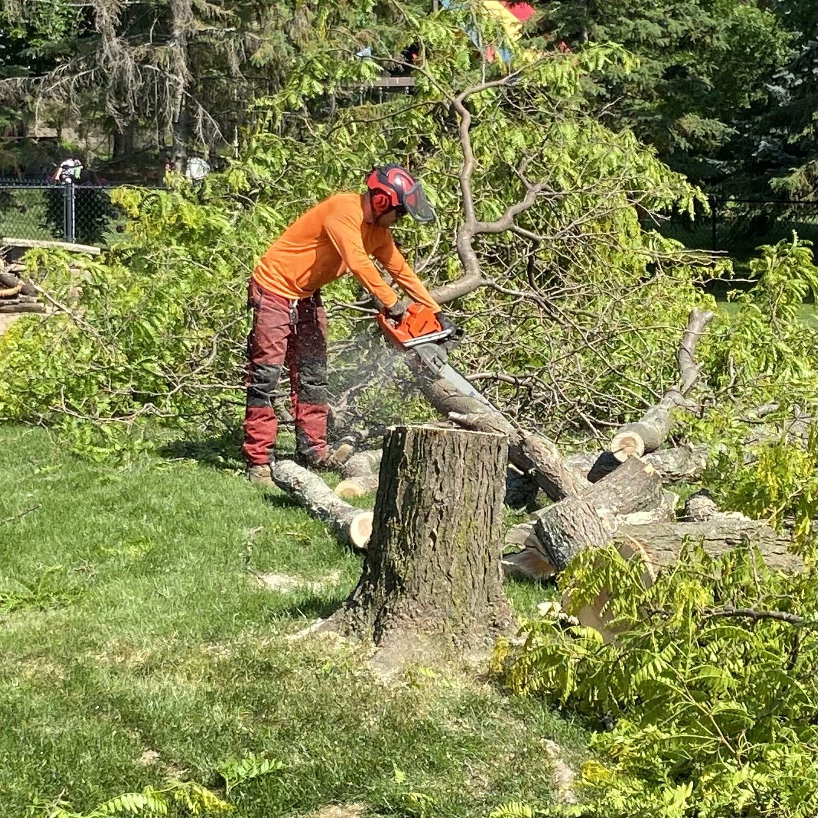 Residential Tree Services Maple Grove, MN